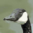 RNhiT-SmR1Q-channel-avatar-Branta Games
