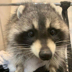 •ᴋᴜʀᴏ うずまき•