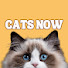 nPVc-ciBLnI-channel-avatar-CATS NOW