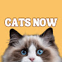 CATS NOW Avatar