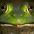 FUDvbR_HCPY-channel-avatar-EndangeredFrog