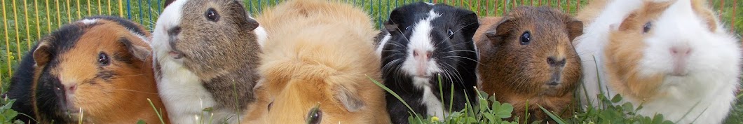 Guinea Pig Land YouTube channel avatar