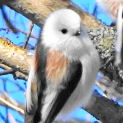 バードランドなNEMURO