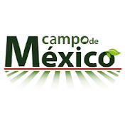 Campo de México