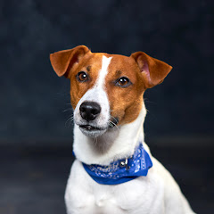 Jack Russell Terrier Channel