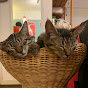 保護猫姉妹ルッカとマール