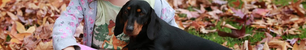 Sydney Dachshunds Avatar canale YouTube 