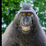 animal comedy @