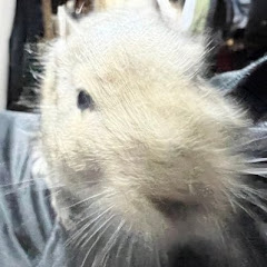 きょん