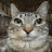 @Your_average_cat