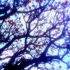 白柳と猫柳と長毛種の生活アイコン画像