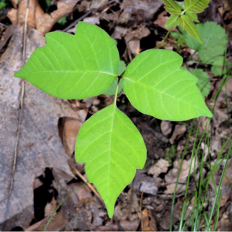 《中国经营者》 2013年6月29日 谢国忠：中国总体经济会好吗？