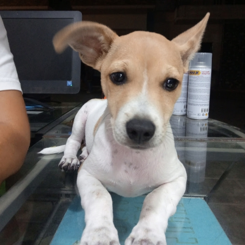 Animalista 100%🐱🐶#Elenabr