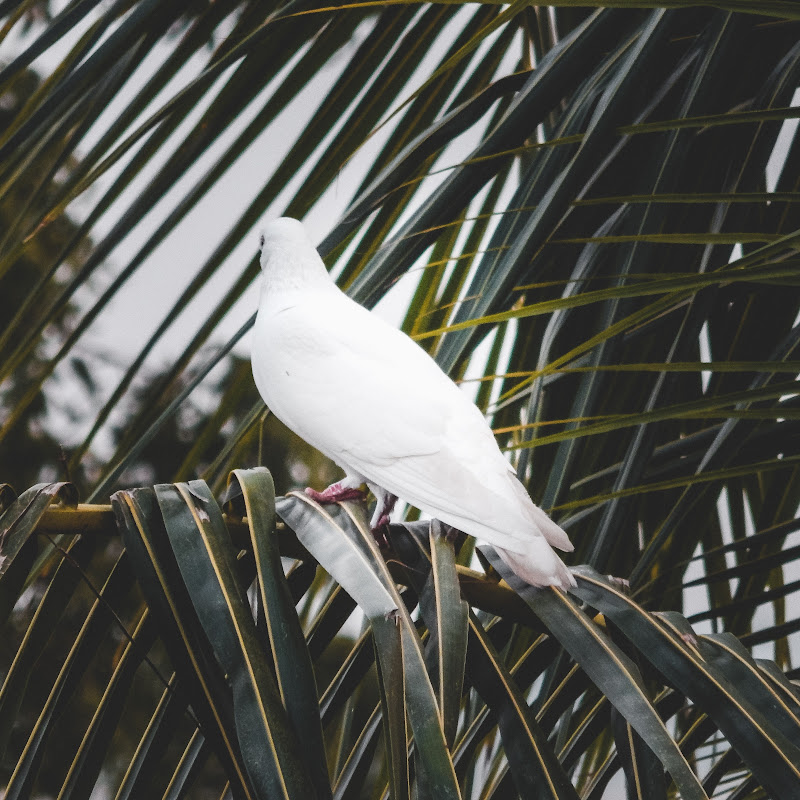 Natures Lounge