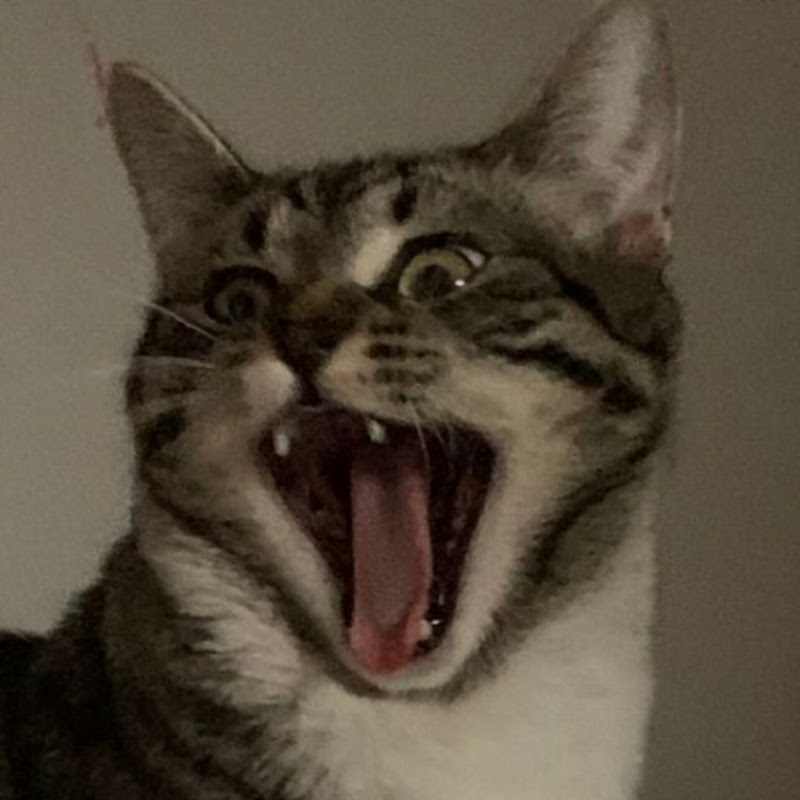 Tabby Tales