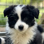 Living with Border Collies logo