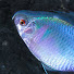 6gEOmCAeDN0-channel-avatar-Traditional fishing japan