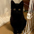 0pdPduchJ7Y-channel-avatar-CatRoom