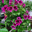 @peaceful-f7b