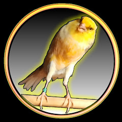 VAY CANARY channel logo