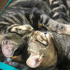 漆華　しちか