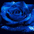 gKLimc-AITw-channel-avatar-BlueRose