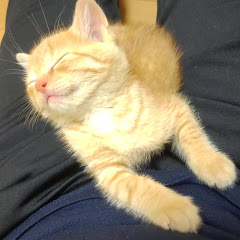 もれなく陽一アイコン画像