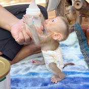 Baby Monkey LeDuc