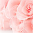 GSlKLEn5w08-channel-avatar-La Rose d'Orient