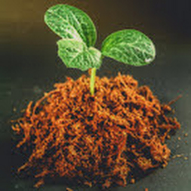 Natural Basil