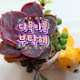 다육이를부탁해 Korean succulent plants