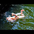 GfhNYIt7TsE-channel-avatar-Loren no milk
