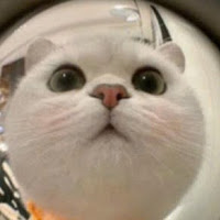Poll from Cat can fly
