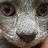 @Ahlannacat