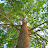 @WindTreeStudios Avatar