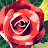 @RoseYy-u8u
