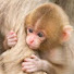 W6pd9fO_mP8-channel-avatar-Asian Macaques