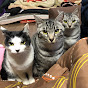 五島列島で保護猫活動チャンネル