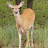 @saveanimals-c6x