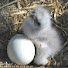 ahs-iuF-As0-channel-avatar-Bald Eagles Live Web Cams & News