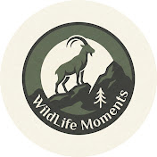 Wild Life Moments