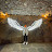 @nomade_solar