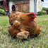 GRiw1vpqseA-channel-avatar-Simple Country Life