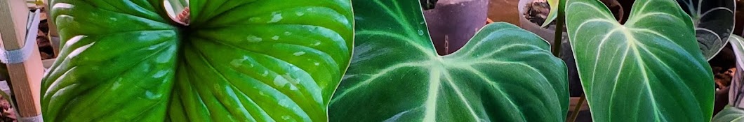Everything Plants Banner