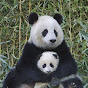 Hire The Panda Cute and Funny and nature — Animal Behavior Studies YouTube creator for sponsorships