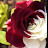 @يومياتلولو-ل5ط