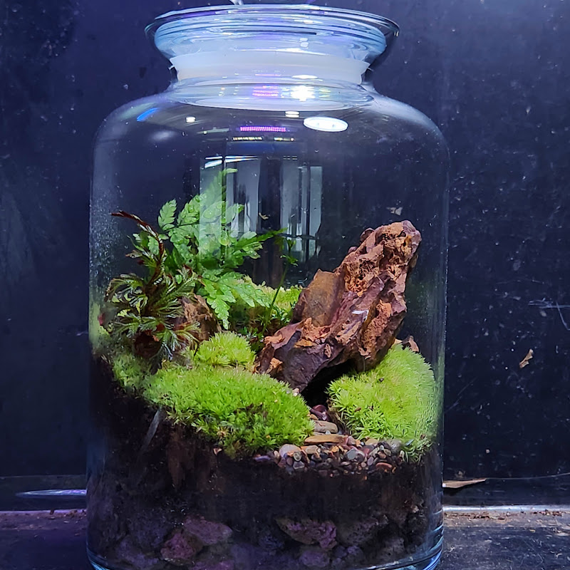 aquascapeae