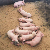 Akudinulo Pig Farms