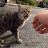 Stray Paws Clips