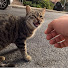 x60VkUuD1nw-channel-avatar-Stray Paws Clips